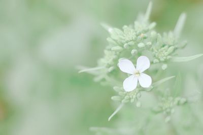 Close-up of white flowers