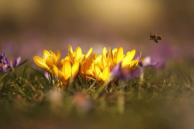 Close-up of flying bee pollinating on yellow and purple crocus  flower