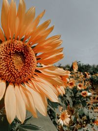 Close-up of sunflower