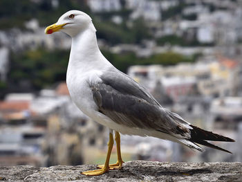 Close-up of seagull perching outdoors