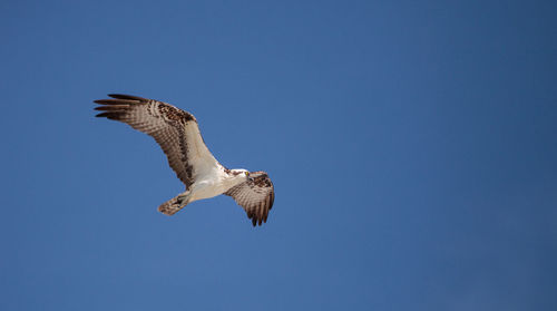 Low angle view of eagle flying against clear blue sky