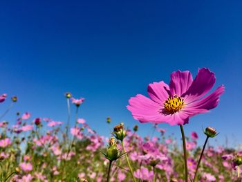 Close-up of pink cosmos flower against clear blue sky