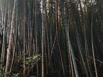 Low angle view of bamboo trees in forest