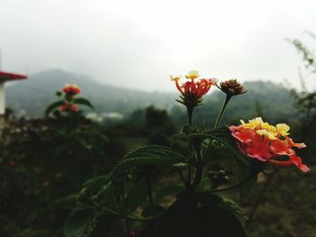 Close-up of flowers blooming against sky