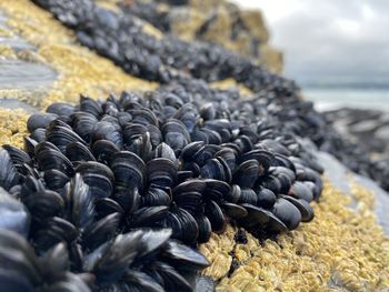 Close-up of mussels on beach