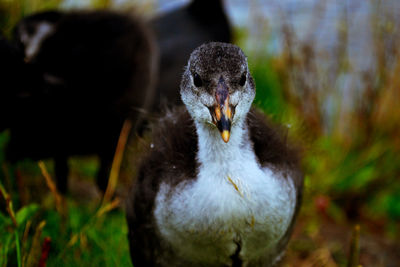 Close-up of bird