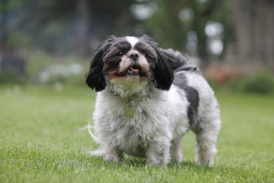 Close-up of dog on grassy field