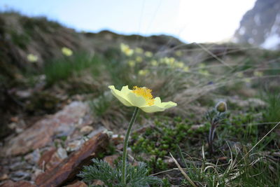 Close-up of yellow crocus flower on field