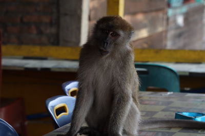Close-up of monkey sitting on table