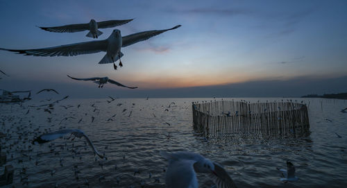 Seagulls flying over sea against sky