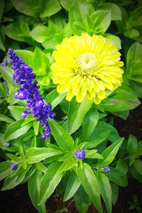 Close-up of purple flowers blooming outdoors