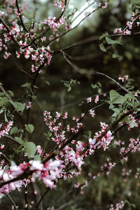 Close-up of cherry blossoms in spring