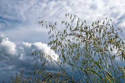 Low angle view of plants against cloudy sky