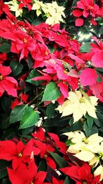 Full frame shot of red flowers