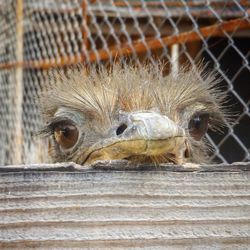 Close-up of lizard in cage