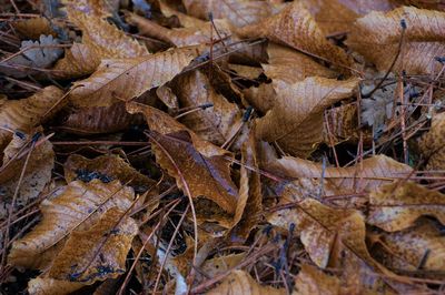 Full frame shot of dried autumn leaves on field