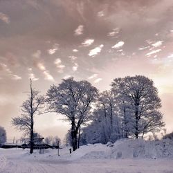 Bare trees on snow covered landscape