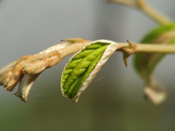 Close-up of insect on plant