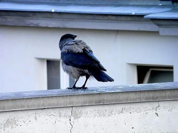 Birds perching on wall