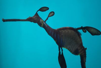 Close-up of sea horse swimming in water at aquarium