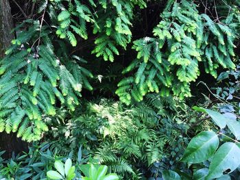 Full frame shot of green leaves