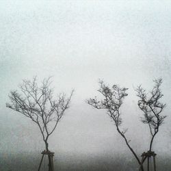 Low angle view of bare trees