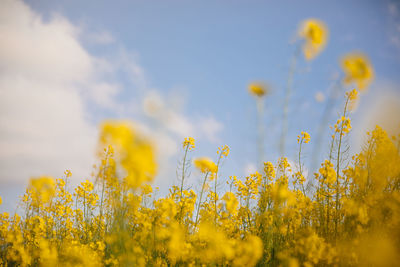 Scenic view of oilseed rape field against sky