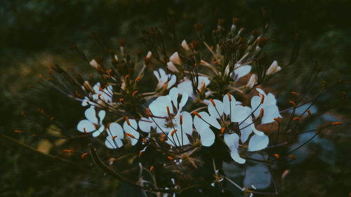 Close-up of flowering plant on field