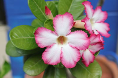 Close-up of pink flowering plant