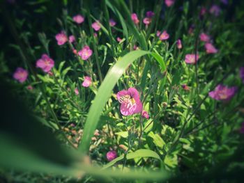 Close-up of pink flowers