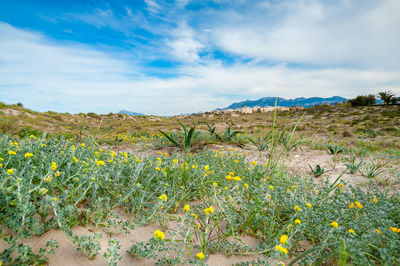 Scenic view of flowering plants on land against sky