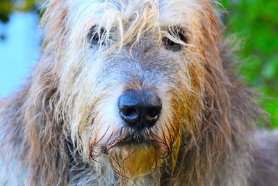 Close-up portrait of dog