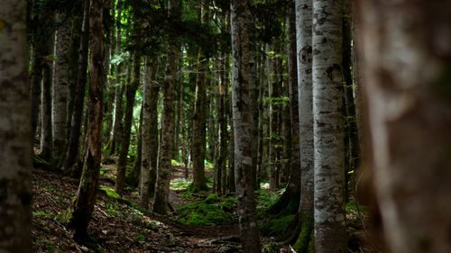 Trees in forest