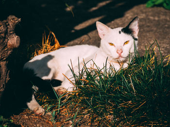 Portrait of cat on grass