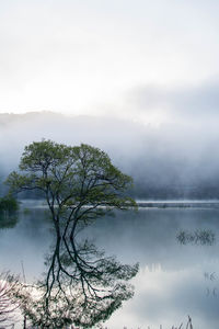 Tree by lake against sky