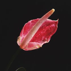 Close-up of pink flowers over black background