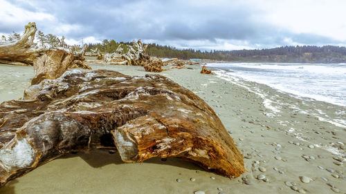 Driftwood on beach against sky