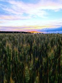 Crops growing on field against sky during sunset