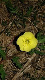 Close-up of yellow flower