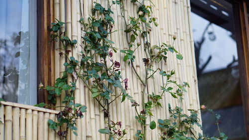 Plants growing outside building