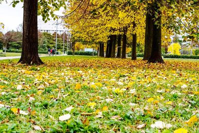 View of yellow flowers in park