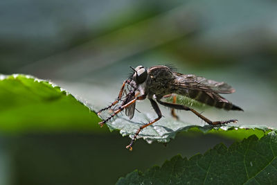 Close-up of butterfly on leaf