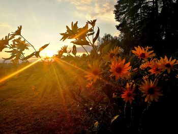 Close-up of yellow flowering plants on field against sky during sunset