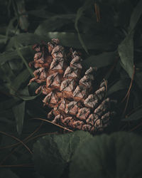 Close-up of pine cone on plant