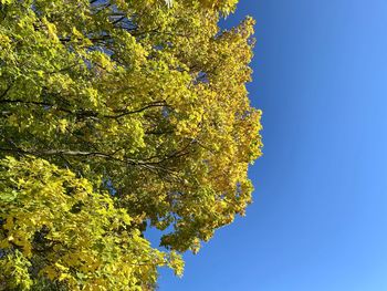 Low angle view of tree against clear blue sky