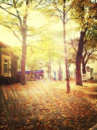 Trees in park