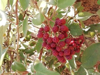 Close-up of red berries growing on tree