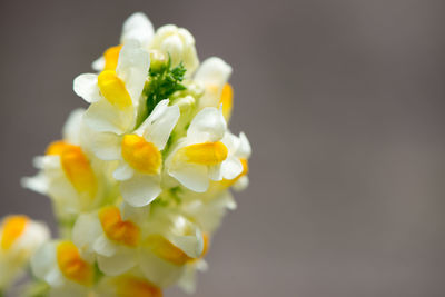 Close-up of white flower blooming outdoors