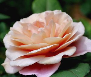 Close-up of rose blooming outdoors