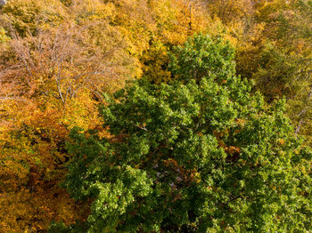 Plants and trees in forest during autumn